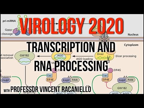 Virology Lectures 2020 #7: Transcription and RNA Processing