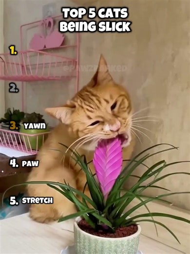 these cats think they're slick...