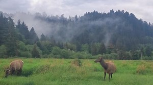 The largest elk species in North America grazes in a meadow beneath the tallest trees in the world. #spring #outdoors #nature #animals | Michael Hodges, Author
