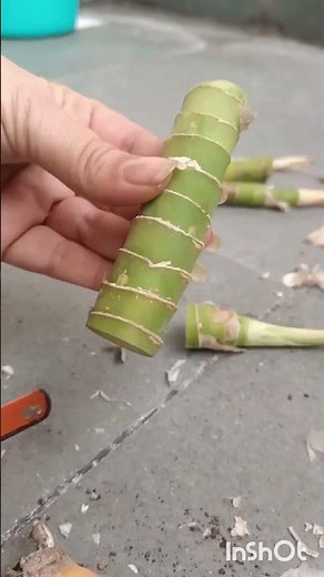 “Grow Dumb Cane From Just a Stem! 🌱”