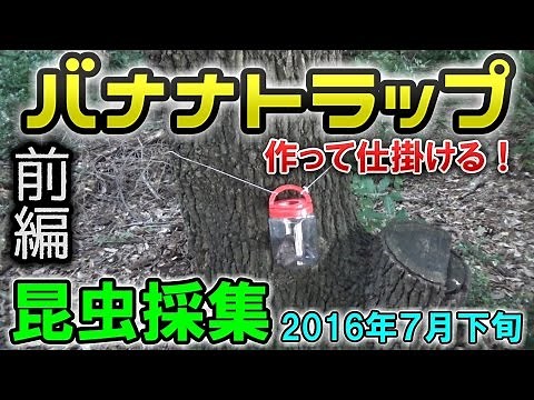 【カブトムシ・クワガタ】 昆虫採集 2016年7月下旬 前編 / 【Beetles】 Insect Collecting in late July 2016 vol.1