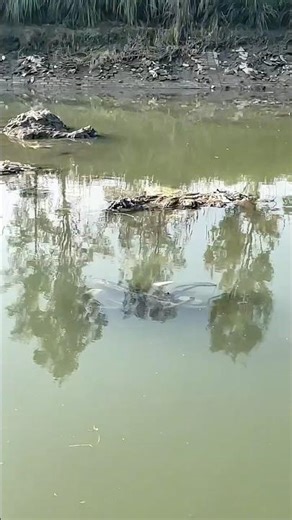 Aj mere sath aisa hoga 🥹 #minivlog #shortfeed #viral #ytshorts #vilog #shivamdamd