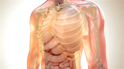 什么是系统性红斑狼疮（SLE）？