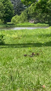 227K views · 1.4K reactions | When you have 30+ horses, scooping poop is an all day everyday chore. We are so grateful for Scoop ‘n’ Tow for donating two, one for the rescue at Twelve Oaks and one for the sanctuary at Muleshoe. We will get more video soon but couldn’t wait to share! | Mississippi Horses | Facebook