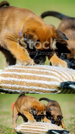 Stop Your Puppy From Nipping - Tips From A Trainer