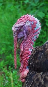 When a turkey is excited or trying to impress, the snood becomes engorged with blood, elongating and changing color to bright red. A longer and more brightly colored snood is often seen as more attractive to female turkeys. When a turkey is calm, the snood may be shorter and paler. #sendsnoods #turkeyfacts #turkey #turkeyseason #turkeystagram #turkeyday #turkeyhunting #turkeyphotooftheday #birdstagram #birdsofinstagram #thanksgiving | Naturalist's Guide