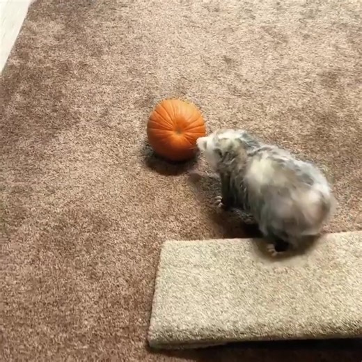 28 reactions | Confiscating your phone ✋ Time to sleep now!  | Possum family | Facebook