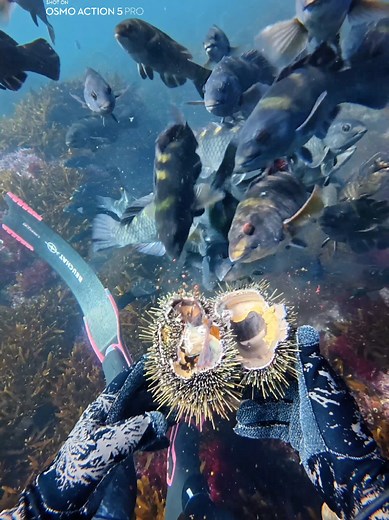 Experiencia Submarina: Colores Verdaderos de la Vida Acuática
