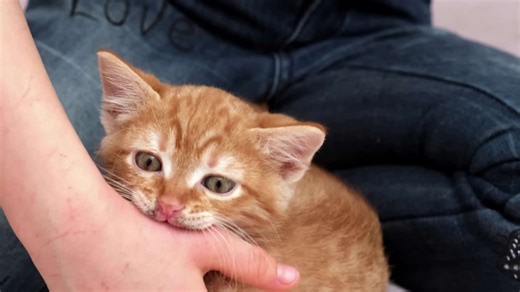 Rabies virus lethality: understanding this nearly universally fatal infection and prevention