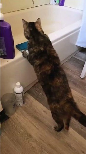 Shocked Cats Compilation – Their Reactions Are Priceless! 😹⚡