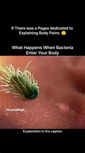 Explaining Biology on Instagram: "Inside your bloodstream, a silent battle is always unfolding. What you’re seeing here is a white blood cell detecting and chasing down a harmful bacterium. Using chemical signals, the immune cell senses the invader and moves toward it with purpose. Once it gets close enough, the white blood cell surrounds the bacterium, traps it, and begins breaking it down using powerful enzymes. This process, called phagocytosis, is one of the body’s first lines of defense aga