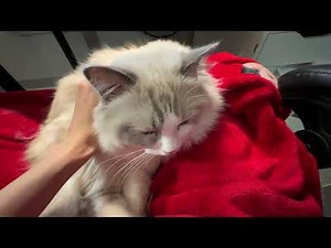 Listen to the Soothing Sound of a Car's Purr: Relaxation and ASMR for Car Enthusiasts