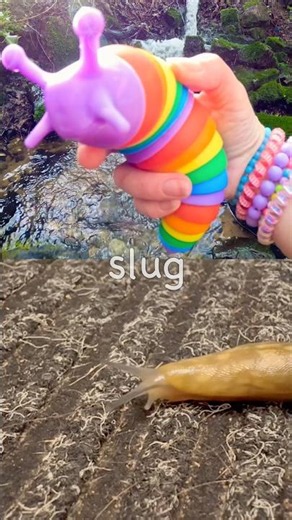 Bug Insect Names for Kids to Learn at the Waterfall: Praying Mantis Slug Snail Butterfly Weevil