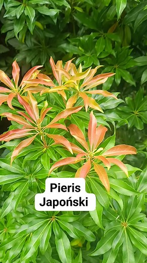 Pieris japoński #pierisjapoński #roślinyzimozielone #janowscy #ogrodoweinspiracje #ogrodmarzeń #gardening #lovegarden | Ogród - Mój Raj na Ziemi