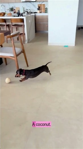 😠 WHY DOXIES GROWL #dachshund #doxie #costarica #pets #dogreels #growling #wienerdogs #dogs