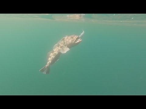 Half Moon Bay King Salmon Lingcod/Rockfish Fishing