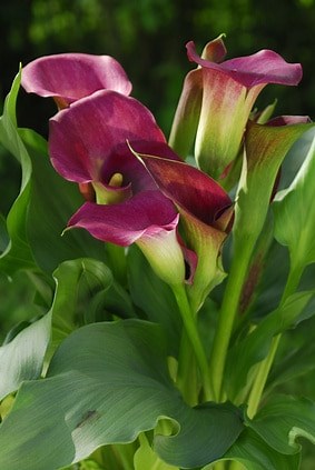 Zantedeschia : entretien et floraison