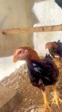 Beautiful asil baby roosters #asil #chicken #rooster #chickenbreeds #chickentypes #chicks #backyard