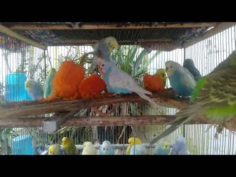 Premium Bird Home Setup with Natural Light