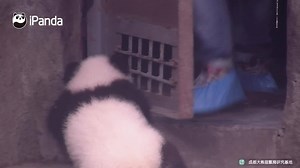 #PandaHolic Hilarous!!! See how easily can baby pandas be freaked out! Don't watch while eating or drinking. | iPanda
