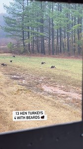 13 hen turkeys and 4 have beards ! Ever seen that many bearded hens together ? #turkeys #hens #wildlife #outdoors #hunting | The Rival