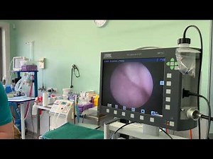 TCI Reproduction in Pets