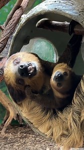 Start the weekend off with a cuddle: Lunesta sloth and her baby sharing a Lady-and-the-Tramp moment sharing a piece of lettuce Video: Volunteer Maggie Finnegan | Stone Zoo