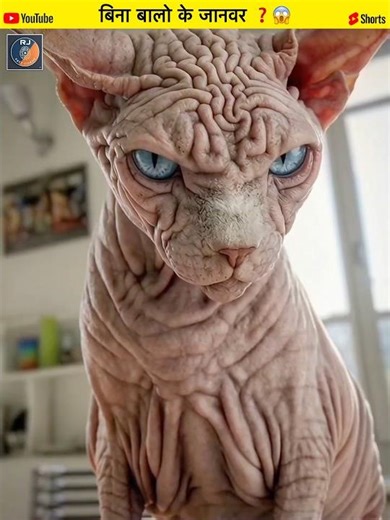 What would animals look like without hair ❓😱 #shorts #trendingfactvideos