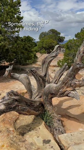 The World's Oldest Tree Isn't the Tallest 🌲