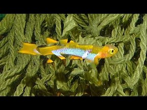 Aphyosemion ocellatum Sika Sika GJS 00-5