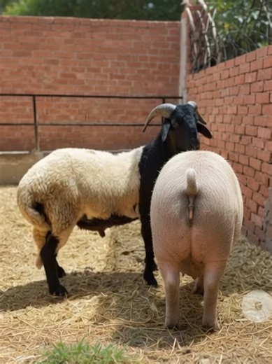 Sheep and Female Pig Interaction at TopZoo