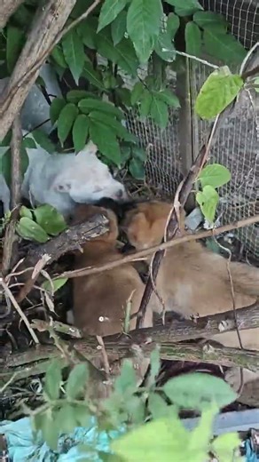 就是这么个小家伙，个头不大脾气不小！ #中华田园犬 #猎犬爱好者 #幼犬 #大黄 #实战猎犬