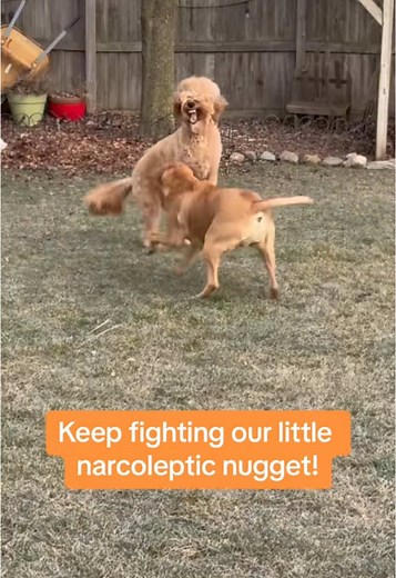 Understanding Narcoleptic Dogs: Meet Toast the Doodle