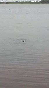 Catfish gone crazy at Lake Shelby. | Gulf State Park-Alabama