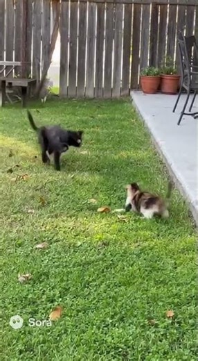 The Ultimate Bodyguard Cat! Fights Off a Coyote to Save Its Friend!