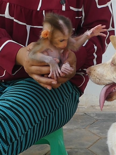 5.3K views · 226 reactions | Baby Monkey, Little Bom's Monkey Family, Ep 75 | Mr Bon | Facebook