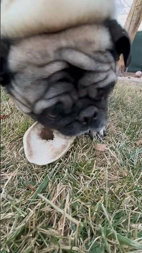 Bone Marrow vs Kipper