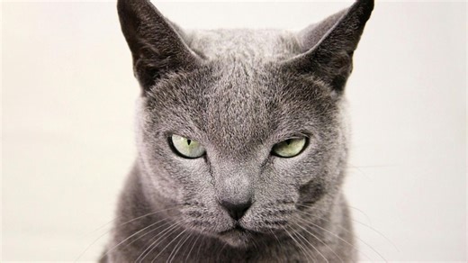 Cat Voicing Disapproval Over Being Forced to Go Home During Walk Is a Whole Mood