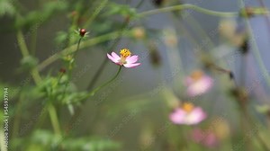 Campsomeris annulata, scoliid wasp, Campsomerini, Yellow Jacket Wasp, Yellow Wasp perched on Flower