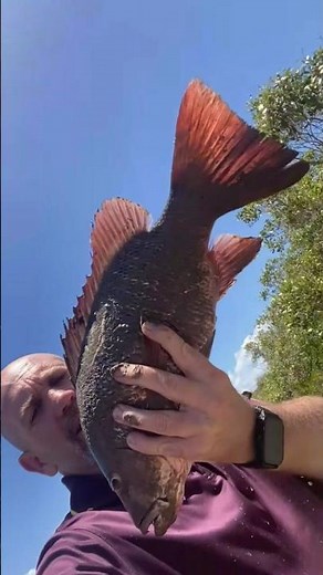 50cm PB Catch at Eli Creek | Hervey Bay Fishing Australia Footages | Amazing BIG Catch fishing