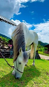 El caballo blanco de Simon Bolivar si existe 🎠😱 #ojitosmentirosos #caballos #horses #polo #simonbolivar | Antonio Silva