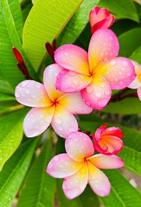 Pink Frangipani - Etsy UK