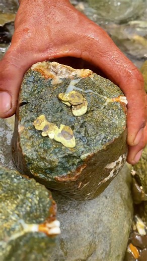 high levels of gold exist in stones like this #satisfying #goldprospecting #golrush