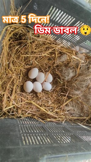 👉মাত্র 5 দিনে ডিম ডাবল !😱 Egg Production Boost Secret Revealed! 🐓🐔