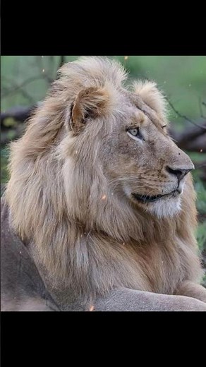 The Handsome Styx Male 🤩 #sabisands #mapogo #lion #krugernationalpark #styx #wildlife