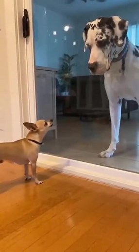 Only brave behind glass 😅😂 | Funniest and Craziest Videos