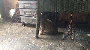 The bobcat kitten is starting to come out of her shell. Until this morning, she has remained in the back of her cage, in her den, so I haven't been able to observe her move around. She is a bit wobbly and uncoordinated in her back end which makes me think she may have been slightly injured or concussed when her mother was hit by the car. Perhaps that is the reason she was so easy to catch and her siblings were able to run away. Sadly, there is no news on her siblings. At least this little bobcat