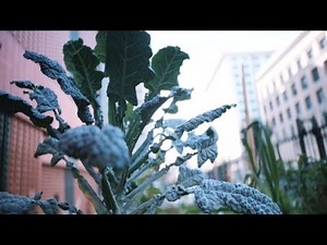 Hacking hunger: How to survive in a food desert