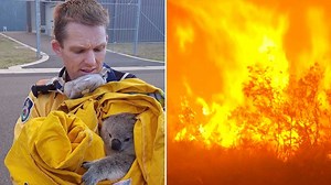 Koalas escape from brushfire in Australia