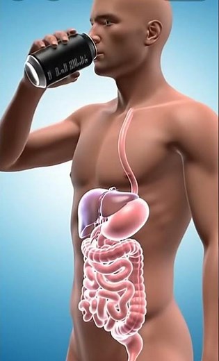 🌊 Water’s Path Inside Your Body | Realistic 3D Anatomy & Digestion Animation